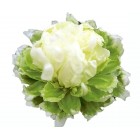 Peonija  `Green Halo`